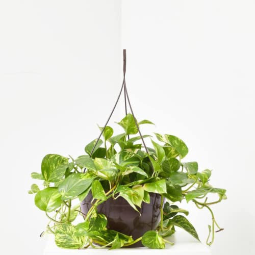 verdecora Potho Epipremnum aureum | Planta Natural de Interior trepadora | Purificadora del Aire | Maceta de Ø15cm Colgante