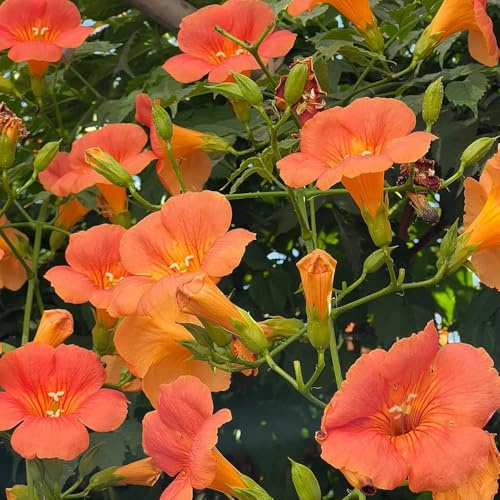 trompetenblume frühlingsblumen winterharte stauden für pralle sonne winterharte balkonpflanzen blumenbeet balkon gartenblumen kletterpflanzen dachbegrünung schnittblumen extrem 350samen