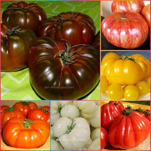 Fleischtomaten Mix Mischung 6 alte Sorten Brandywine Ochsenherz Marmande ... Tomate Tomatensamen 30 Samen von der-kleine-gaertner