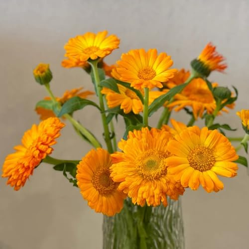 semi di calendula - giardino, balcone d'appartamento rare decorativo ombra semi di selvatici balcone recisi resistenti esterno in 1000semi