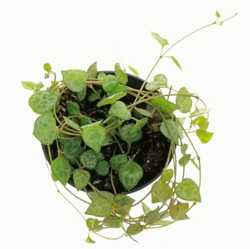 Planta Hojas Corazón Ceropegia Woodii Planta Colgante Natural