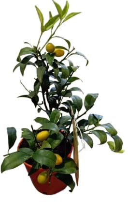 Fortunella Japonica Natural Árbol de Kumquat con Mini Cítricos de Sabor Único