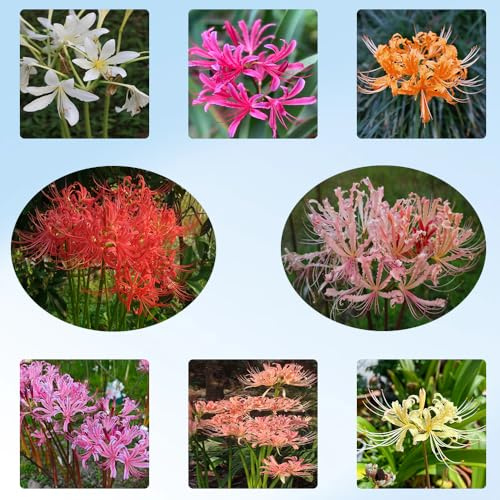 Bulbos de lirio araña, Lycoris radiata raras exterior perennes 4pcs