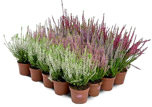 Brecina Brezo Calluna Vulgaris Planta en maceta, resistente al invierno, mezcla de colores (20 unidades/4 colores)