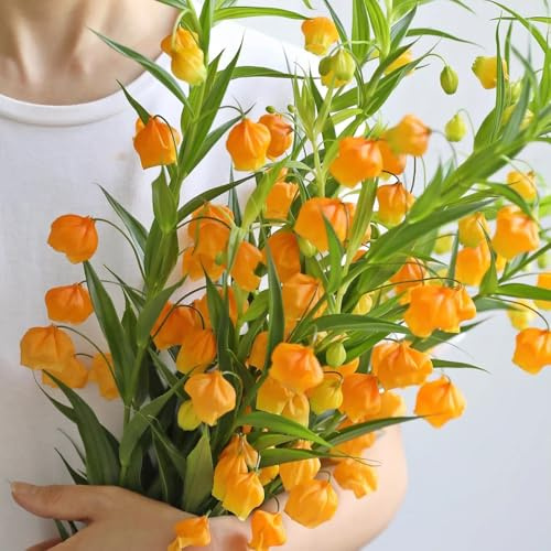Semillas de Sandersonia aurantiaca, raras Semillas de la de lirio de linterna, exóticas silvestres 20pcs