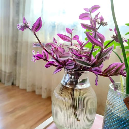 grünlilie zimmerpflanze deko wohnzimmer grünlilien herbst dekoration wohnzimmer hängepflanze immergrüne 100samen