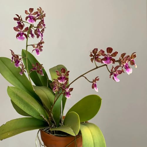 Semi di orchidea Oncidium - semi di copertura del terreno vecchie varietà esotico come bomboniera da ufficio per gli amanti del giardino arredamento soggiorno 55pcs