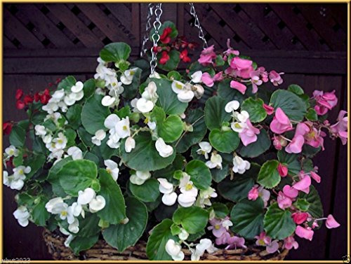 PinkdoseÂ Blumen, Wachs Begonie (Begonia Semperflorens Mix) Rose Pink, Weiß, Rot, 300 Samen