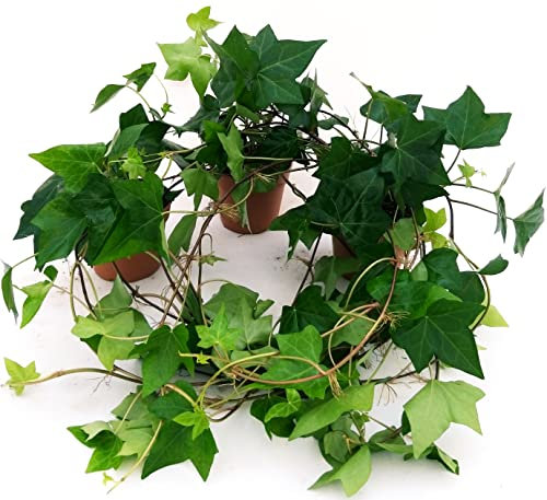 POWERS TO FLOWERS - EDERA DA MURO A FOGLIA GRANDE RAMPICANTE VERDE, 3 PIANTE, IN VASO 13CM, Piante vere