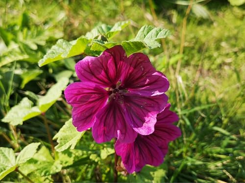 Lila Malven-Samen (Malva mauritania) – Mehrjährige Blütenpracht für Garten & Balkon | Pflegeleicht & trockenheitsresistent | Lockt Bienen & Schmetterlinge an | Samen aus Deutschland (500 Samen)