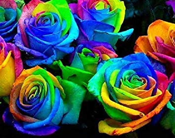 Lila: 25X Rare Multi-Farben Regenbogen-Rosen-Blumensamen Gartenpflanze : Seeds Only