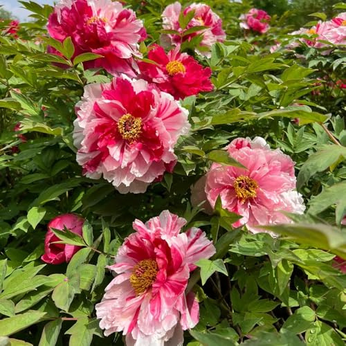 10zwiebeln pfingstrosen geschenke für gartenfreunde, dekoblumen pfingstrosenknollen für sonnige plätze gartenblumen