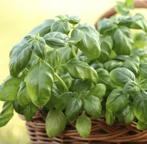 Semillas de Albahaca Ideal para Pesto para Cultivar en Huerto Urbano Hierba Aromática