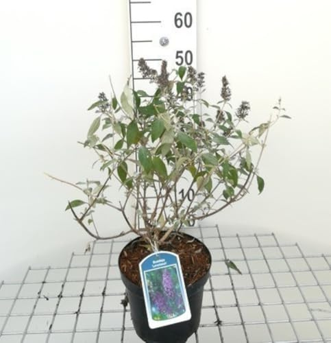 Buddleja hybr. 'Lochinch' - Buisson Des Papillons 'Lochinch', Arbuste Aux Papillons 40-60 cm en pot