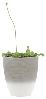 KENTIS - Dionaea Muscipula - Venere Acchiappamosche - Pianta Carnivora Vera Mangia Insetti - Piante Antizanzare da Esterno - Vaso Ø 12 cm