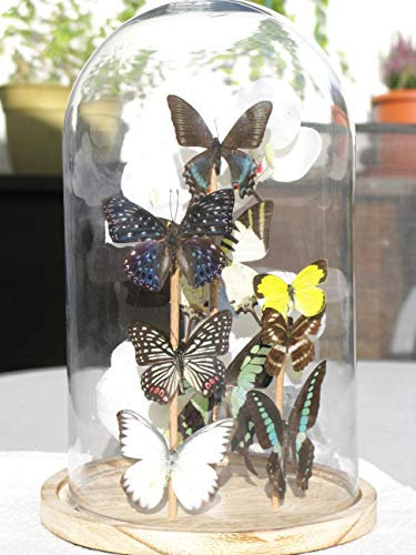 Asiahouse24 - Pièce unique - Fabriqué à la main - 9 véritables papillons exotiques sous un dôme en verre - 16 x 28 cm