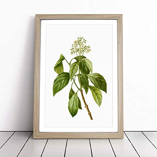 Climbing Hydrangea by Pierre-Joseph Redoute | Framed Wall Art Print | Modern Home Decor Picture | Ready to Hang Artwork for Living Room, Bedroom, Kitchen or Office | Multiple Sizes