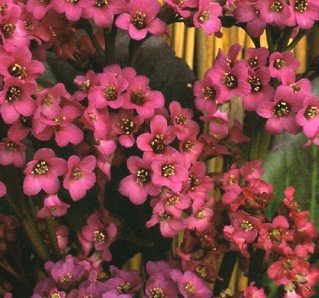 Bergenia cordifolia Winterglut (Winter Glow) 250 Seeds