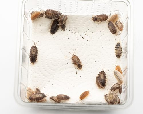 Assel Mix mittel | Lebendfutter Terrarium | Futtertiere lebend Aquarium | Bodenpolizei | Für Fische Krebse & Terrarientiere | Größe: 4-5mm | 50 Stück