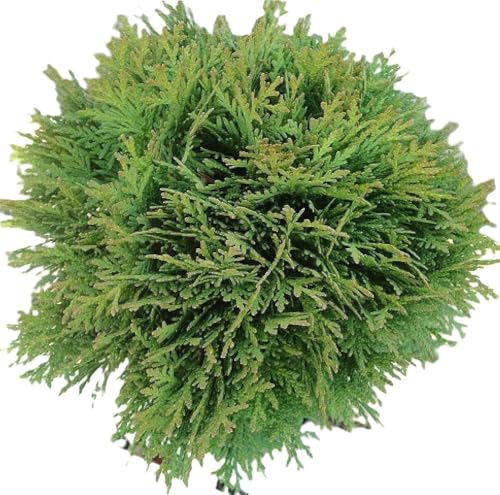Thuja occidentalis Danica Kugel Lebensbaum immergrün 15-20 cm