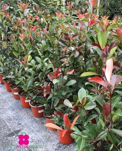 Pianta di PHOTINIA 'Red Robin' - Pianta per siepe - in vaso Ø 18 cm - H. 70/80 cm