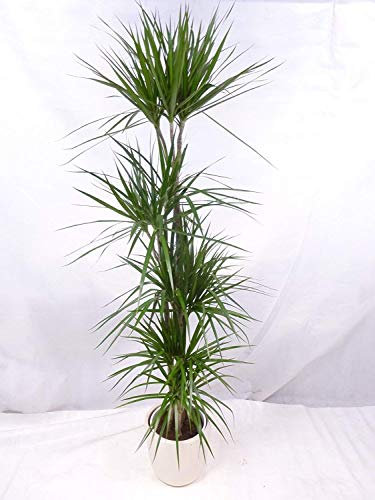 [Palmenlager] - XXL Dracaena marginata 180/200 cm / 5er(!) Tuff // Drachenbaum