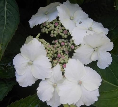 Bauernhortensie Tokyo Delight - Tellerhortensie - Hydrangea macrophylla - 30-40