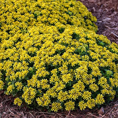 GardenersDream Sedum Little Miss Sunshine - Stonecrop Flowering Plant in Pot - Outdoor Garden Ready Perennial Plant - Vibrant Deciduous Perennial for Gardens, Borders, and Rockeries