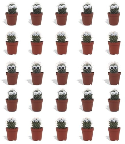 DutchLeafs Mini-Kakteen mit Augen Mix 20 Stück - Topf 5,5 cm - Kleine Pflanzen Mischung Kakteen Starter Set Pflegeleichte Zimmerpflanzen - Höhe 8-15 cm