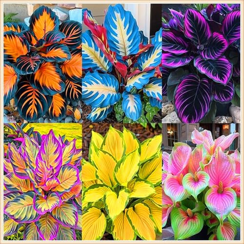 Ideal para rellenar espacios en el jardín/La hosta crece rápidamente/Tolera la humedad y la sombra-4 piece-E