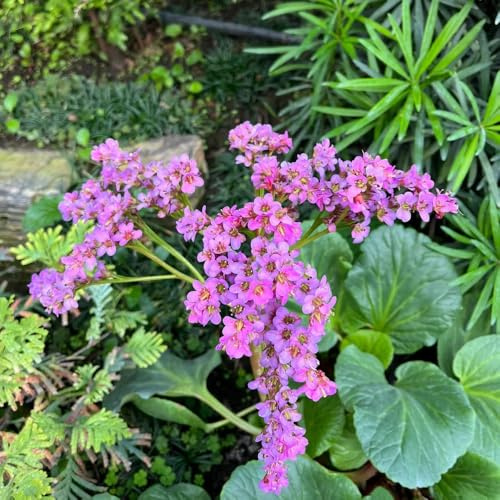 semi di bergenia - bergenia cordifolia - perenni, resistenti per il giardino per aiuole rialzate, balconi 100pcs