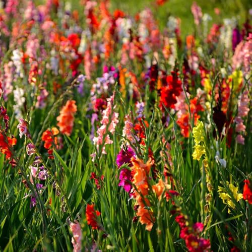gladiolen - kräutergarten gladiolen blumenzwiebel zimmerpflanze topfpflanzen draußen winterhart frühlingsblumen balkonpflanzen büropflanzen winterharte stauden 12zwiebeln