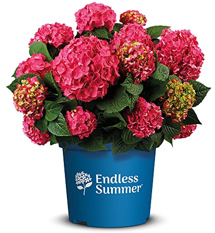 Endless Summer Hortensie 'Summer Love', rot, Bauernhortensie, Hydrangea, Blume, winterhart, Pflanze für Garten, Terrasse, Balkon oder Kübel