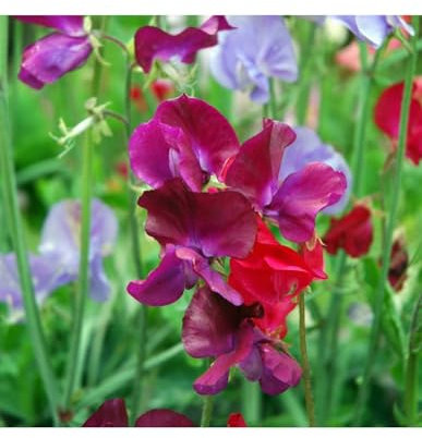 DECOALIVE Semillas de Lathyrus Latifolius Guisante de Olor