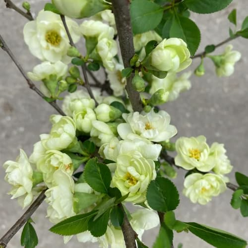 begonien, malus spectabilis, schattenpflanzen balkonpflanzen, zierblumen blumendeko kletterpflanzen winterhart, bio wildblumen balkonblumen, schnittblumen 500samen
