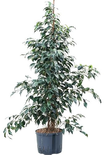 Árbol fácil de Cuidar - Ficus Benjamina - Natural Maceta de 17cm Altura de 100cm