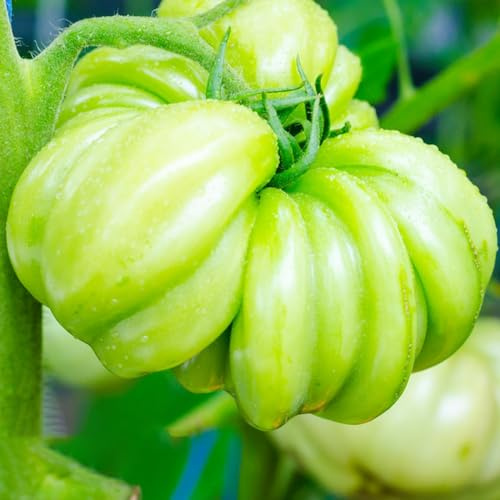 tomatensamen freiland, garten winterhart mehrjährig gewächshaus bio balkon 1000pcs