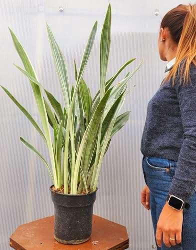 POWERS TO FLOWERS - SANSEVERIA METALLICA VASO 26CM DIAMETRO, pianta vera