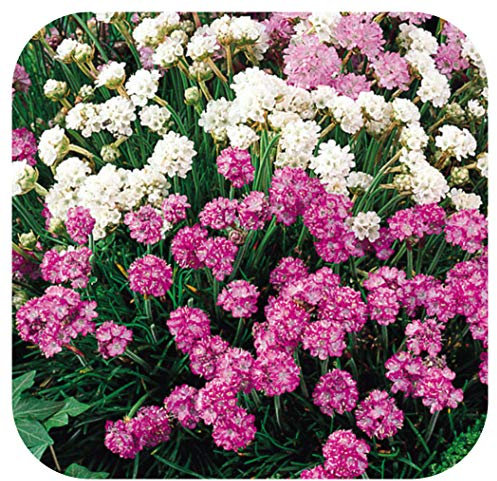 12 x Armeria Maritima 'Morning Star' Pink and White Mix Plug Plants Hardy Perennial
