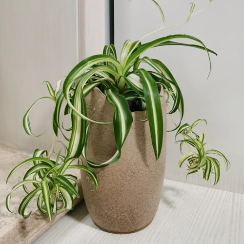 Grünlilie, Chlorophytum comosum, herbstpflanzen winterhart Grünlilie Zimmerpflanze, grünpflanzen zimmerbonsai balkonpflanzen bio 450Samen