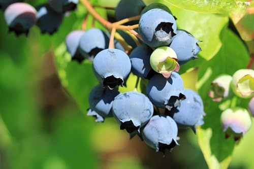 winterharte Heidelbeere (Blaubeeren) Pflanze, (Vaccinium corymbosum), Sorte: Patriot, kräftige Pflanzen, ca. 55cm hoch, im 14cm Topf, (2 Pflanzen im Set)
