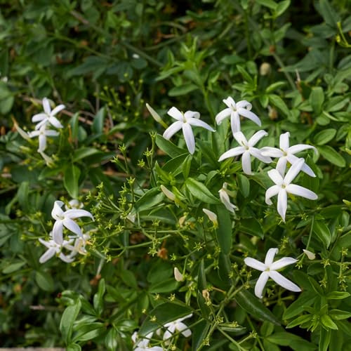 Vivai le Georgiche - Pianta vera di Jasminum azoricum Jasminum trifoliatum Moench Gelsomino bianco delle Azzorre - vaso Ø 17 cm - altezza alla vendita 80-100 cm
