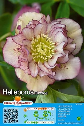 CHRISTROSEN - SPARSET : 3 RHIZOME Christrose Schneerose Lenzrose Helleborus  Double Ellen Picottee  winterhart