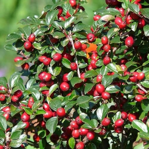 Teppichmispel Cotoneaster dammeri 'Major' Bodendecker 48 Pflanzen Ø9 cm 25 | blühend und pflegeleicht, sonne und Schatten, winterhart, für Beet und Kübel