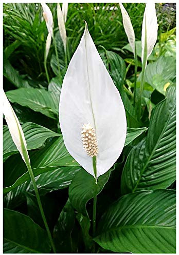 Exotica Tropicals Professional Nursery Grade Peace Lily Fertilizer 4 LB 6 Month Slow Release Spathiphyllum Plant Food