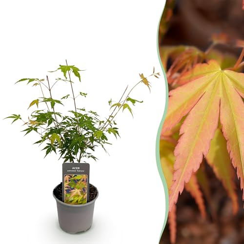 Acer palmatum Katsura - Arancio - Deciduo - Bassa manutenzione - 25-35cm - Ø12cm - Pianta da giardino