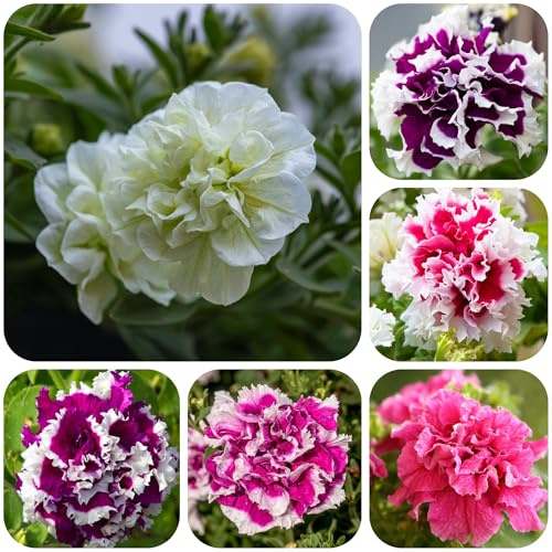 semillas de petunia, perennes resistentes jardín de rocas silvestres 700pcs