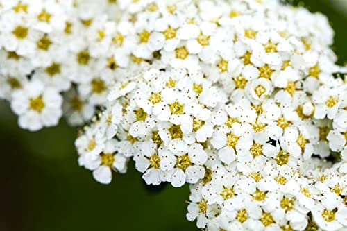 Spiraea arguta 60–80 cm – Winterhart, Mehrjährig, Pflegeleicht – Brautspiere – Heckenpflanze für Garten & Sichtschutz