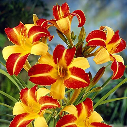 Taglilien, Mehrjährig, (/Stauden/Staude/) Winterhart, Beste Sorte, Botanik Kollektion, Pflegeleicht, BlüHend, Hemerocallis,-10Zwiebeln-C
