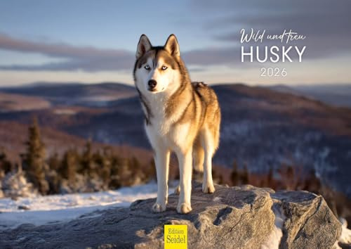 Edition Seidel Premium Kalender Wild und treu Husky 2026 Format DIN A4 Wandkalender Hundekalender Huskys Hund Welpe Hunderasse Haustier Haustiere